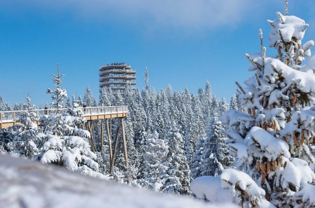 Chodník korunami stromov